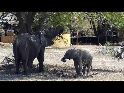 Djuma: Elephants feeding - 11:02 - 09/28/19