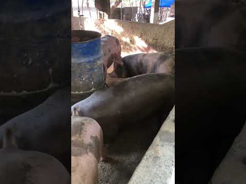 Granja gf suinos em Itapipoca Ce a máquina da suinocultura do nordeste 🚀🚀🚀🚀