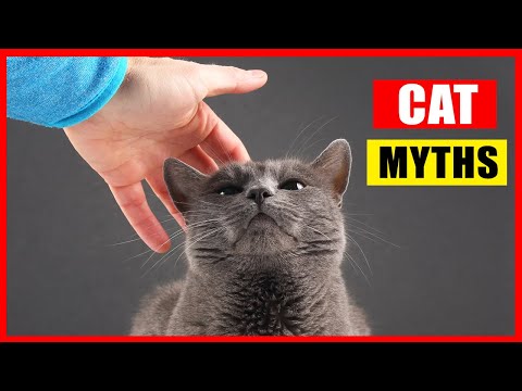 16 Cat Myths You Should Stop Believing