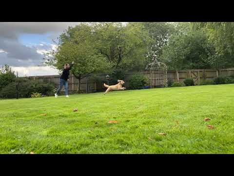 Pivo Pod Dog Tracking - Playing Fetch