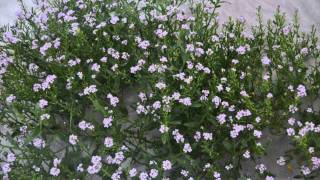 Runrig &#39;Big Sky&#39; / Images of Clachan Sands   North Uist