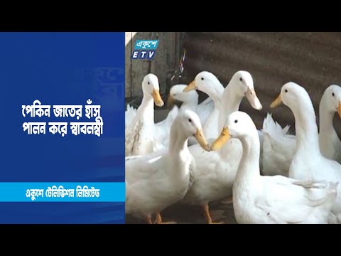 নোয়াখালী : পেকিন জাতের হাঁস পালন করে স্বাবলম্বী হচ্ছে নারীরা