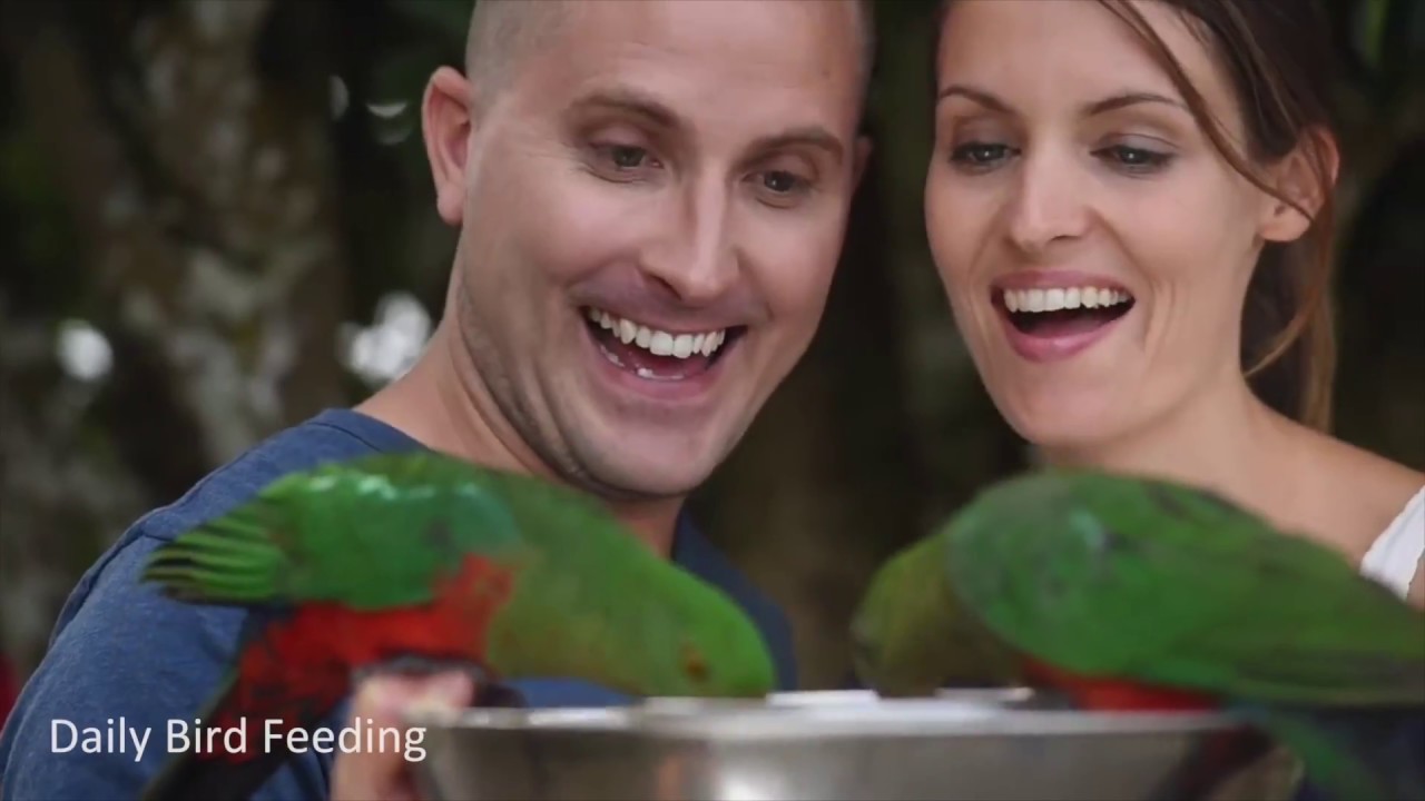 Activities abound at O'Reilly's Rainforest Retreat