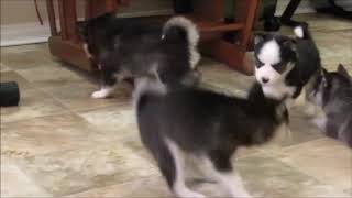 Video preview image #1 Alaskan Klee Kai Puppy For Sale in SEBRING, FL, USA