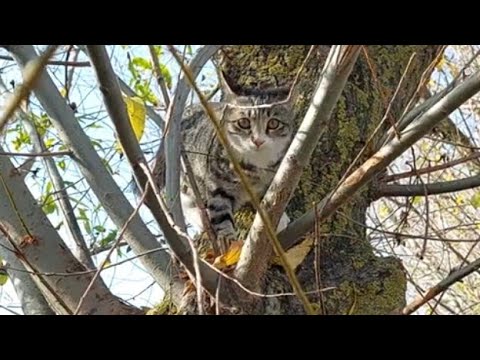 Cute and Naughty Cats Enjoy Climbing Trees