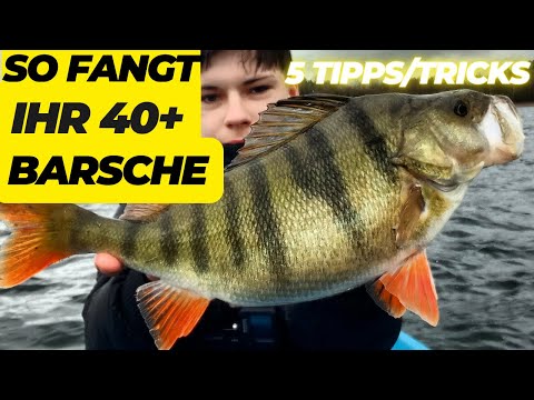 So fangt ihr 40+ Barsche