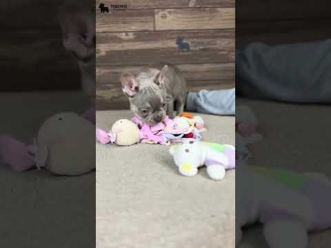 Video 5