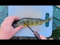 How to Fillet Yellow Perch!! - QUICK and EASY