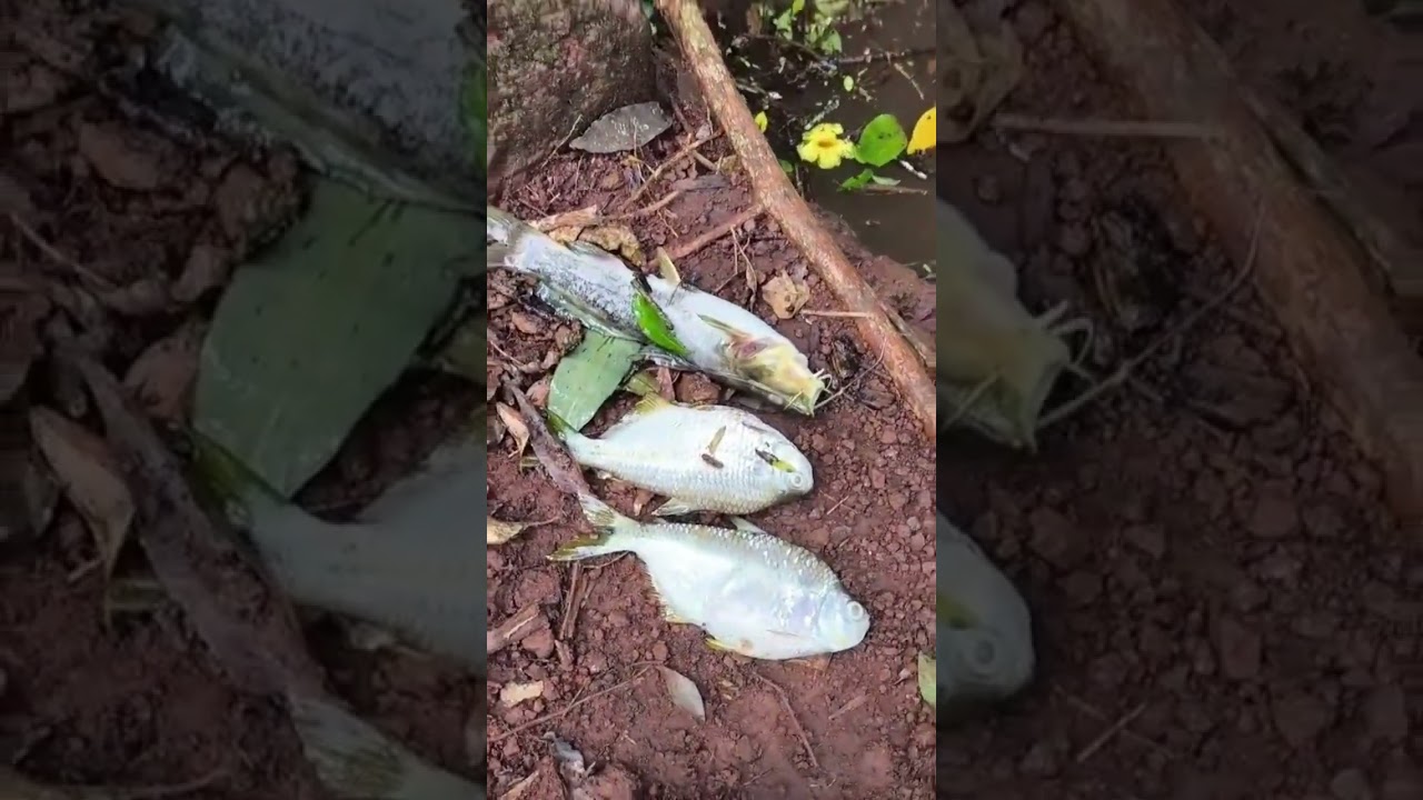 CRIME AMBIETAL - Rio Quatro Pontes