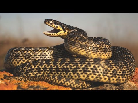 Cel mai mare șarpe din Romania (Balaurul Dobrogean)