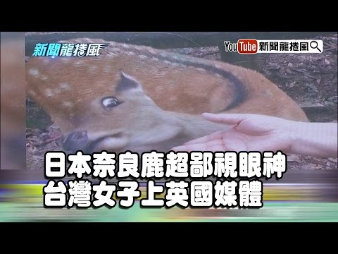 《新聞龍捲風》片段　日本奈良鹿超鄙視眼神　台灣女子上英國媒體！