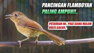 Download lagu LANGSUNG GACOR!! PANCINGAN FLAMBOYAN MALAS BUNYI BAHAN OMBYOKAN AGAR EMOSI JANTAN MAUPUN BETINA mp3 Download lagu LANGSUNG GACOR!! PANCINGAN FLAMBOYAN MALAS BUNYI BAHAN OMBYOKAN AGAR EMOSI JANTAN MAUPUN BETINA mp3