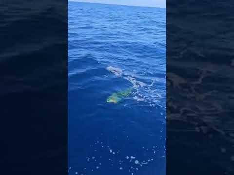 29/07 - PESCE DORADO!!! - Cavalier & Blue Marlin Sport Fishing Gran Canaria