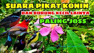 Download lagu suara pikat konin ribut terbaru super ampuh @AnakDesaKicau mp3