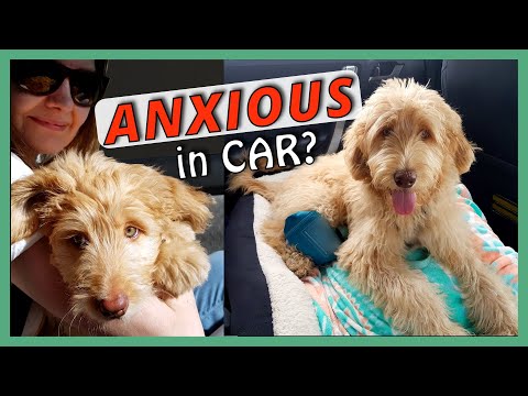 DOG ANXIOUS IN CAR? | How I trained my Goldendoodle Puppy to OVERCOME CAR ANXIETY