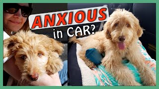 DOG ANXIOUS IN CAR? | How I trained my Goldendoodle Puppy to OVERCOME CAR ANXIETY