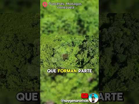 Punceres, Monagas: Naturaleza y aventura.