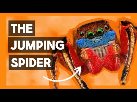 This Spider Will Cure Your Arachnophobia! 