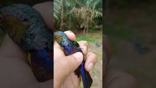 Download lagu Kolibri kelapa/ Korlap mp3