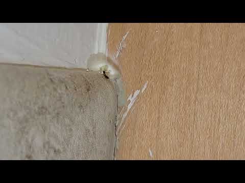 Odorous House Ants Hiding Behind the Outlet in Hightstown, NJ