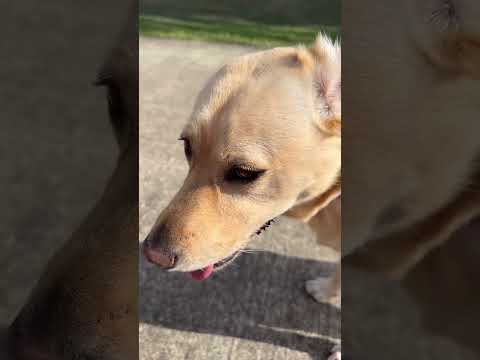 Is Oreo the most polite Labrador?