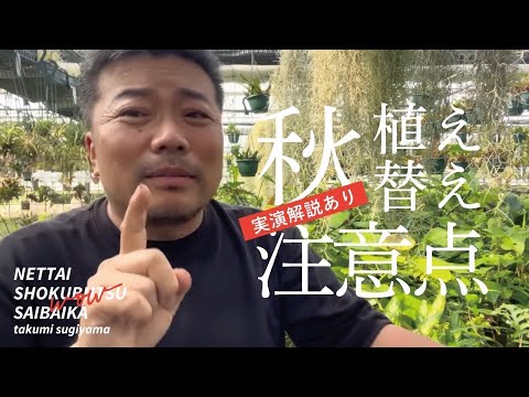 固着性オーク材 植物