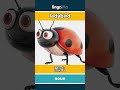 ladybird - 瓢虫 video thumbnail