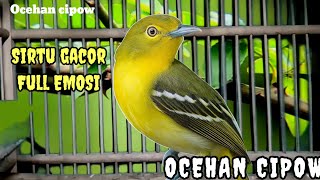 Download lagu Sirtu gacor dengan suara khas Alam,sangat ampuh untuk dongkrak emosi semua jenis sirtu mp3 Download lagu Sirtu gacor dengan suara khas Alam,sangat ampuh untuk dongkrak emosi semua jenis sirtu mp3