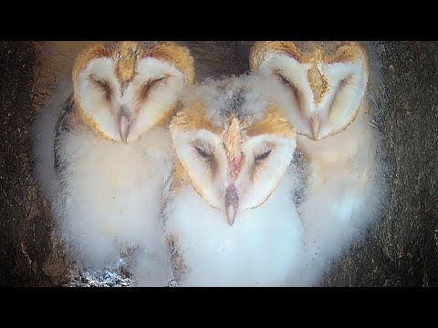 Barn Owl Chicks Get Ready To Take First Ever Flights 🦉| Willow & Ghost | Robert E Fuller