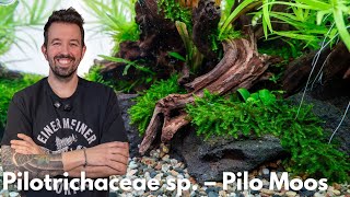 Pilotrichaceae sp. – Pilo Moos | Liquid Nature Pflanzenvorstellung