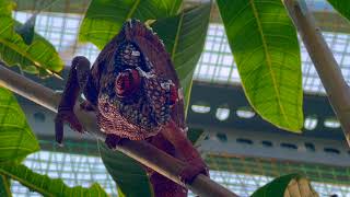 HEAD BOBBING IN MALE CHAMELEONS x