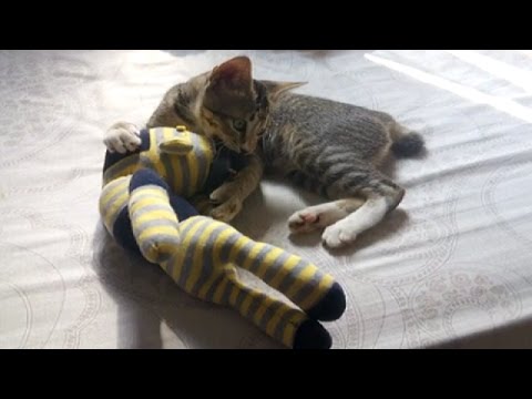 Cats fight the same dolls - Funny and cool .. !!!!!