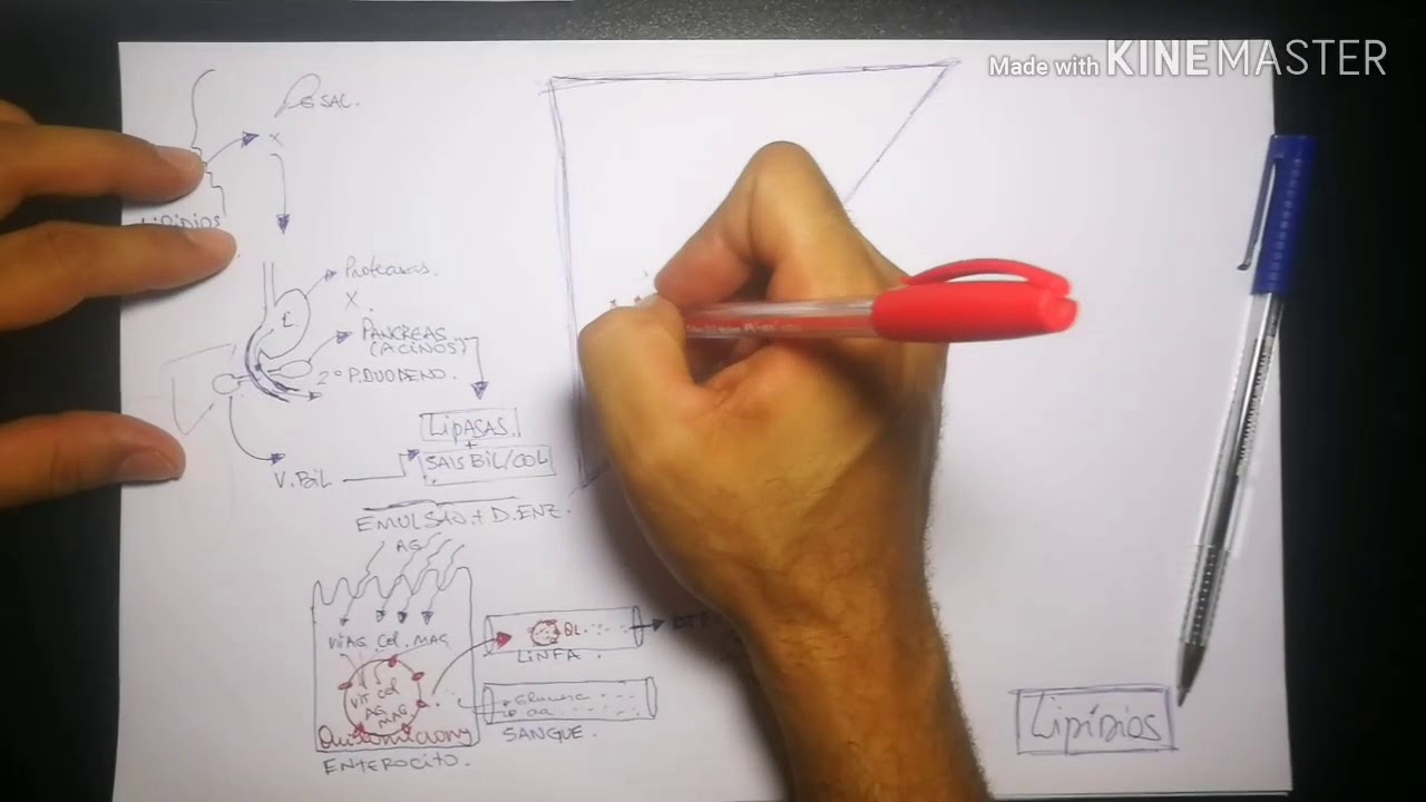 LIPIDIOS - DIGESTÃO/ABSORÇÃO/TRANSPORTE