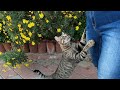 Tabby Cat Trilling So Cute