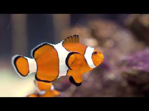 amazing underwater world of the red sea - relaxation video with calming music