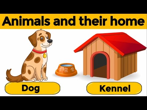 Animals and their homes | Animals home | Home of animals | Animal homes | Animal shelter for kids