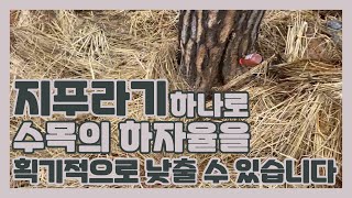 지푸라기 하나로 소나무의 하자율을 낮출 수 있습니다. (다른 대목들도 마찬가지!)