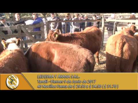 09-06-17 Venta de Novillo - Ledesma y Arana S.R.L. - Tandil