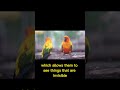 Did You Know That Birds Can See Ultraviolet Light Birds Bird Uv Light Uvlight Ultraviyole