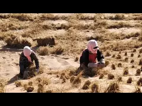 法国人真是恨透了这帮宁夏治沙人。 贺兰山东麓葡萄酒 陈德启治沙人国货之光红酒