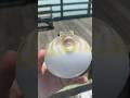 How Many Times Have I Watched This… Yes.     |     Pufferfish Expelling Water Everywhere #fishing