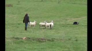 preview picture of video 'English National Sheepdog Trials 2007 - Shirley Cropper'