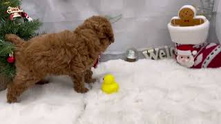 トイプードルの動画01