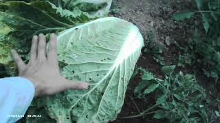(自宅の庭のミニ菜園)ミニトマトの寝かせ植えでジャングル化!!