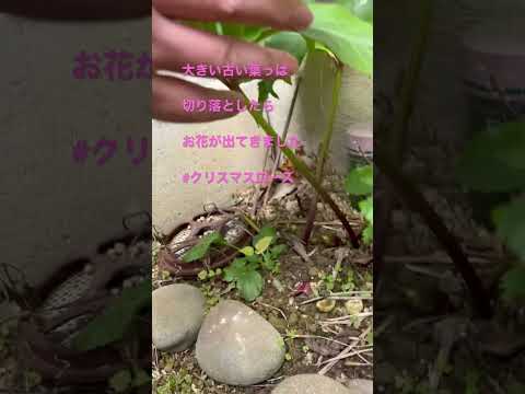 クリスマスローズを再び咲かせるにはどうすればいいですか？私たちのシンプルなアドバイス！  庭園