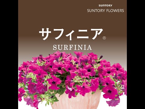  10月末までペチュニアの開花を促進して鑑賞するにはどうすればよいですか？  庭園