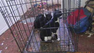 Fresno Feline Fifty