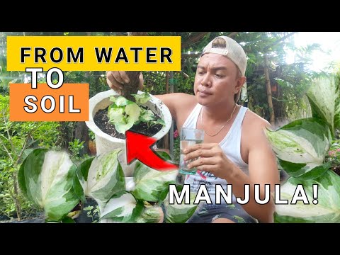 FROM WATER TO SOIL | MANJULA POTHOS PROPAGATIONS + PLANT  CARE TIPS