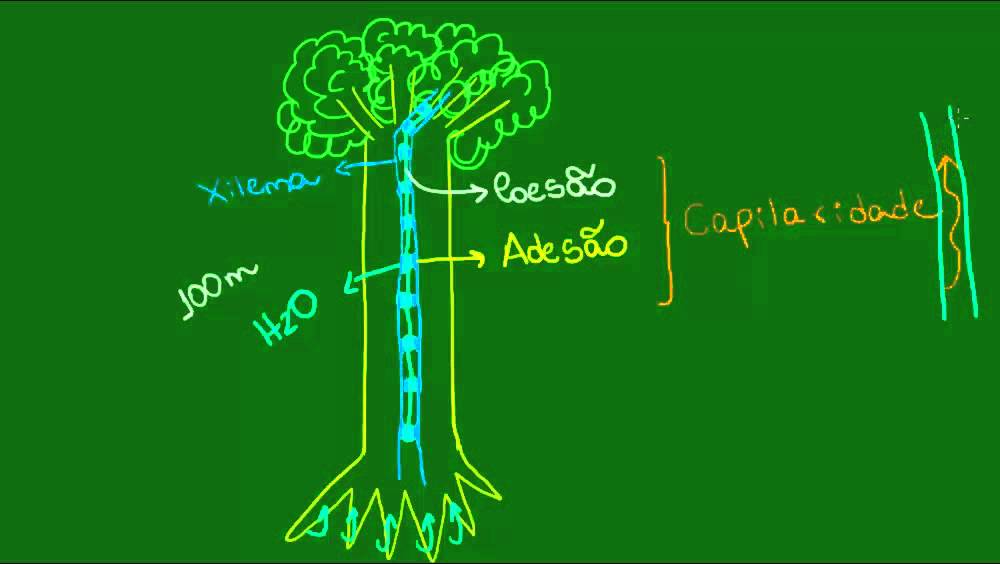 Condução da Seiva Inorgânica - Botânica - Biologia
