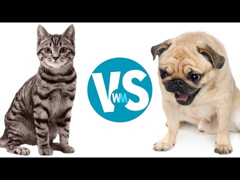 Cats Vs Dogs: Which Makes a Better Pet? - YouTube